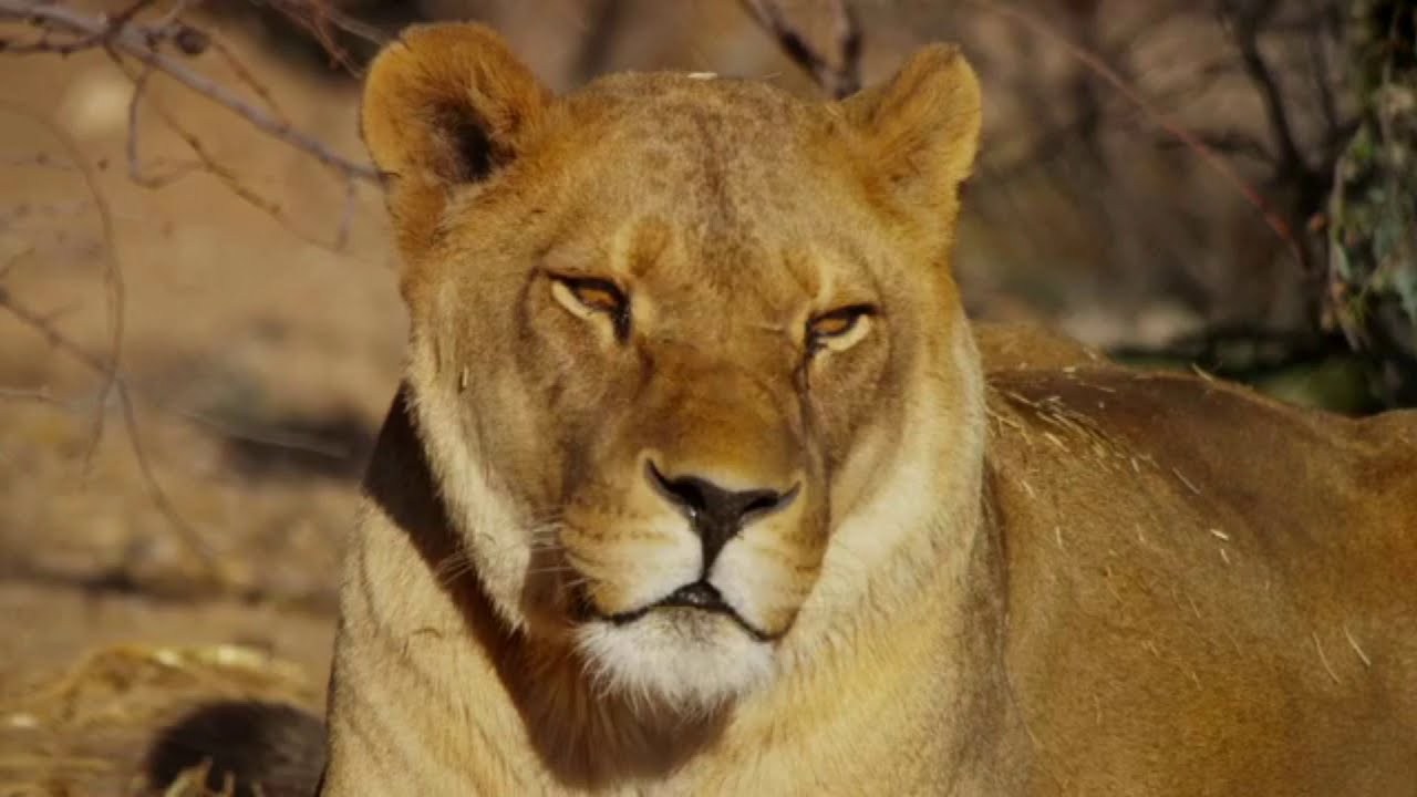 Female Lion | No Copyright Video Lion #2