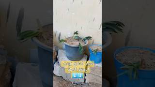 نبات أصابع زينب/نبات أصبع العروس / carpobrotus edulis/طرق الاكثار/العناية بالبشرة