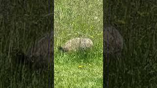 Memorial Groundhog Day #memorialday #groundhog #illinois #shorts