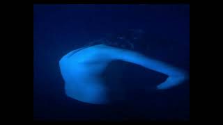 Visit Denmark - 4. Interlude