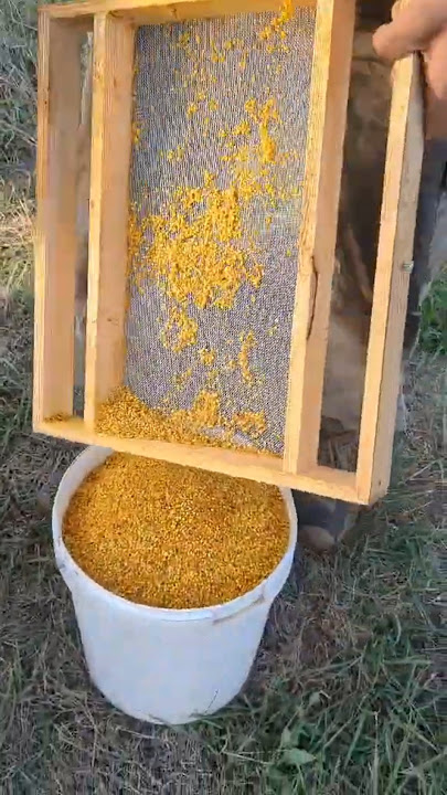 Клондайк!🐝🌸 #nature #animals #honeybeesting #beekeeping #beekeeper #bee #bees #pollen #workerbee