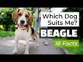 Is a Beagle the Right Dog Breed for Me? 18 Facts About Beagle Dogs! 🐶