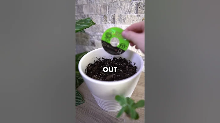 you can plant your Pikmin disc in dirt and a plant will grow! - DayDayNews