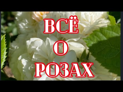 РОЗЫ. ВСЁ О РОЗАХ. ТРЕТЬЯ ВОЛНА ЦВЕТЕНИЯ. - YouTube