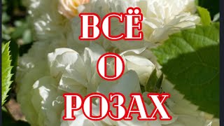 РОЗЫ. ВСЁ О РОЗАХ. ТРЕТЬЯ ВОЛНА ЦВЕТЕНИЯ.