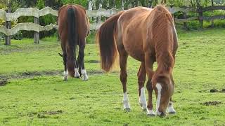 Horse (Kunigal stud farm is a stud farm)