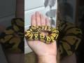 I’m gonna call her digits! Her pattern looks like numbers! #ballpythonbabies #ballpython