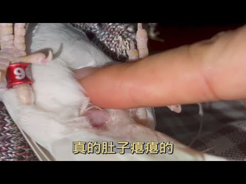 母鸟相隔4天都没下第2颗蛋，担心卡蛋结果让人意外