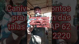 canivetes prontos pra colagem das talas meu ZAP 62 994112220