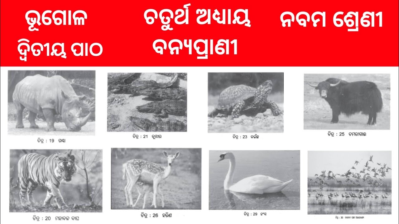 Banyaprani | Class 9 Bhugol | geography | odia midium | Odisha Education Knowledge