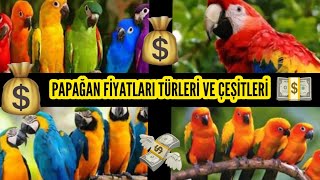 Papağan Fi̇yatlari , Türleri̇ Ve Çeşi̇tleri̇ ?