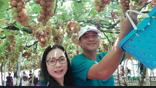 Picking grapes at Bauang La union/ley ann mix tv