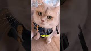 大家學會了嗎，向招財許願的話一定要按書上的方式來#lucky #cat #萌寵 #cute #funny #shorts