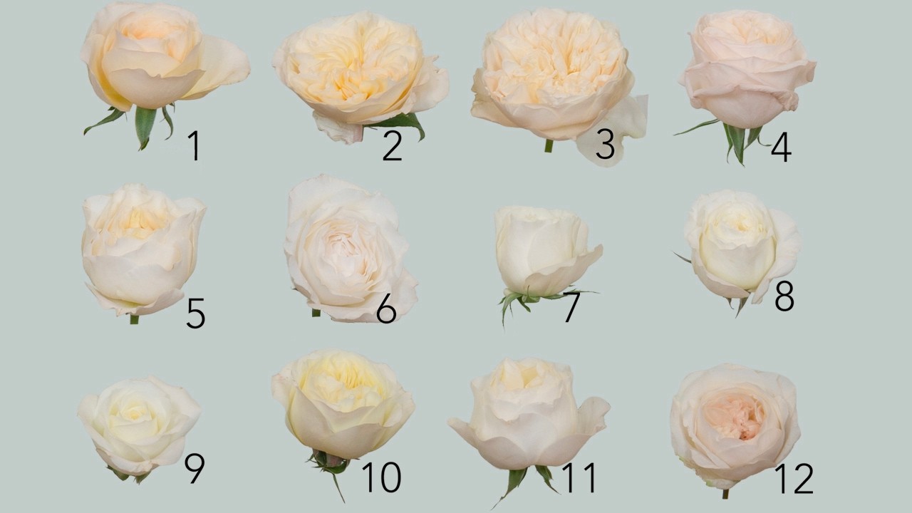 Набор белых роз