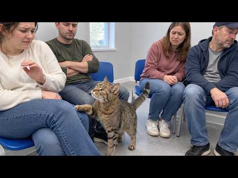 Old Shelter Cat Kept Choosing People… and Every Single One Rejected Him