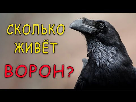 Сколько лет на самом деле живёт ворон?