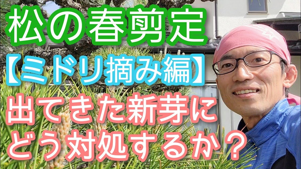 【マツ(黒松)の剪定】春の手入れ｢ミドリ摘み(芽摘み)｣をパターン別に解説(2024年5月)🌱🤲