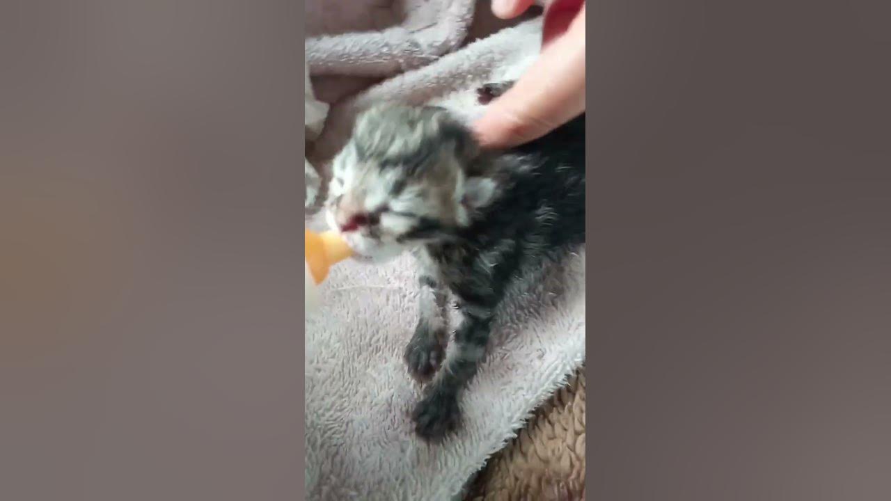 Новорождённый котёнок пьёт молоко из соски #животные #озеро #ферма # ...