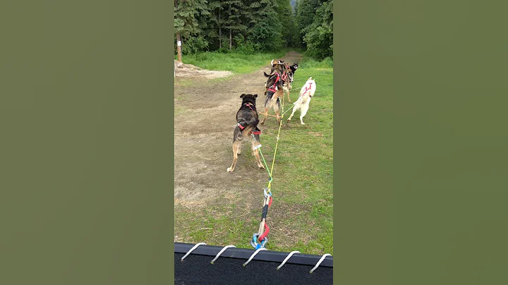 How Alaskan mushers run their sled dogs during the summer