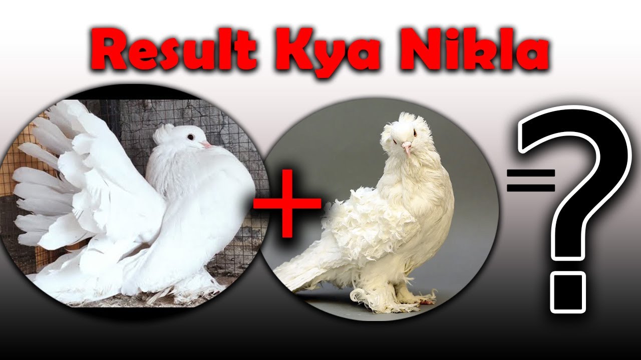 Pigeon Cross Breeding Result | White Tale and Frill Back Pigeon Cross Breeding | Fancy Birds