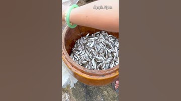 CÁCH Ủ NƯỚC MẮM CÁ LINH THƠM NGON PHẢI BIẾT ĐIỀU NÀY