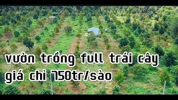 bác 5 già yếu không chăm nỗi đành giảm giá bán rẻ đất vườn trái cây ở châu đức bà rịa vũng tàu