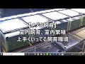 【メダカ飼育】室内飼育、室内繁殖 上手くいってる飼育環境