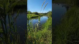 wind in the grasses on an oxbow river #shorts #short #30secondsofnature