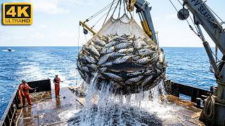 Insane Giant Tuna Lift A Shark Entered The Net Mid-Catch