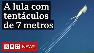 Cientistas flagram lula com tentáculos gigantes no mar da Austrália