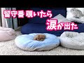 留守番時に素っ気なく飼い主を見送る犬。でも実は…【トイプードルのコロン】