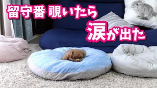 留守番時に素っ気なく飼い主を見送る犬。でも実は…【トイプードルのコロン】