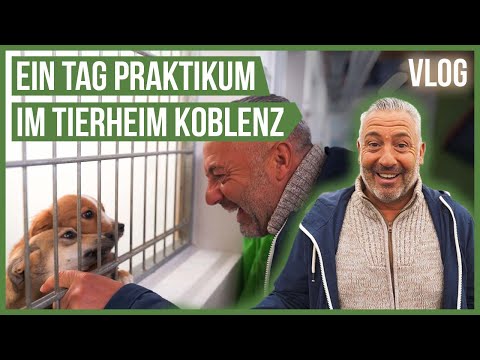 Video: Ein besonderer Tag im Tierheim