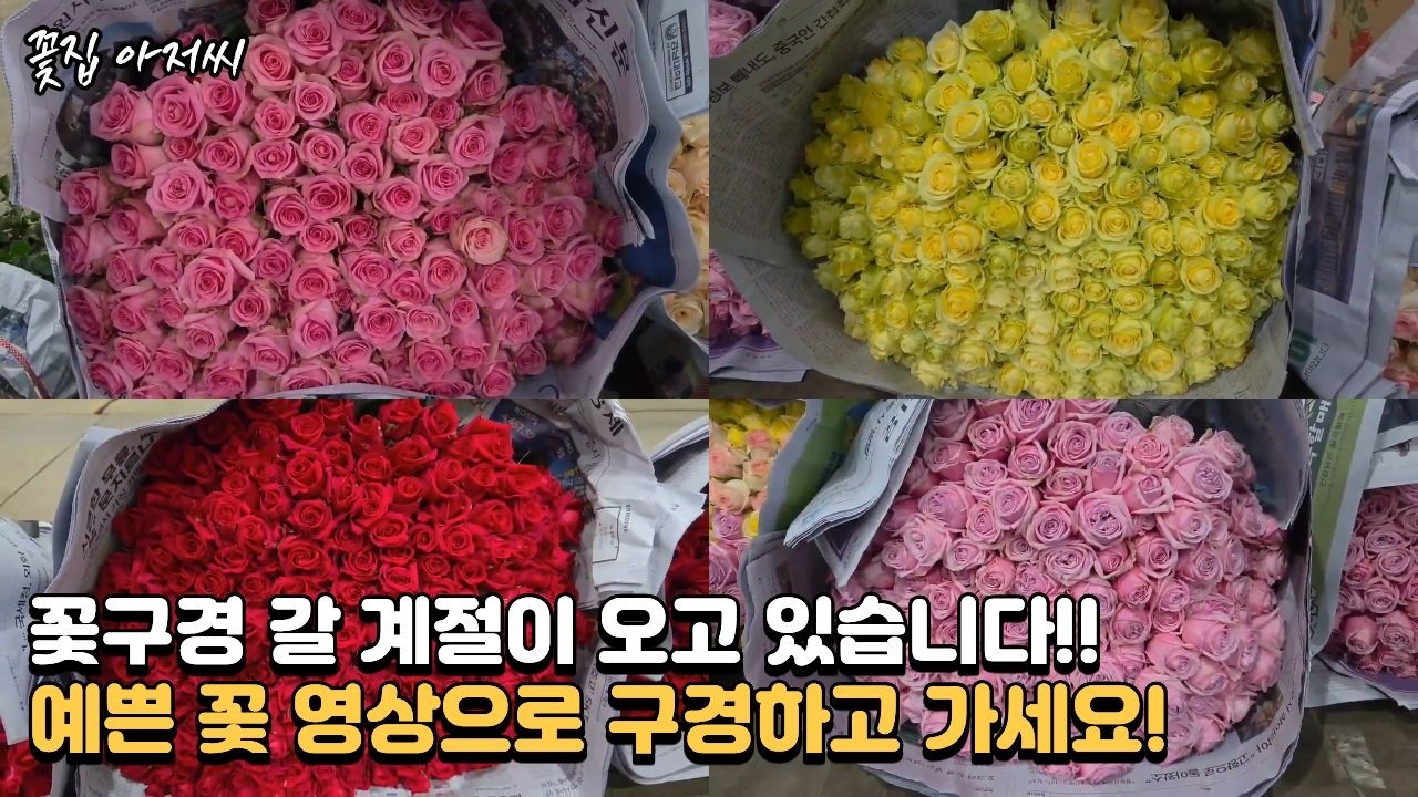 꽃구경 갈 계절이 다가오네요~ 예쁜 꽃 영상으로 보고가세요! #flowers #꽃 #집꾸미기 #인테리어 #인테리어소품 #interior