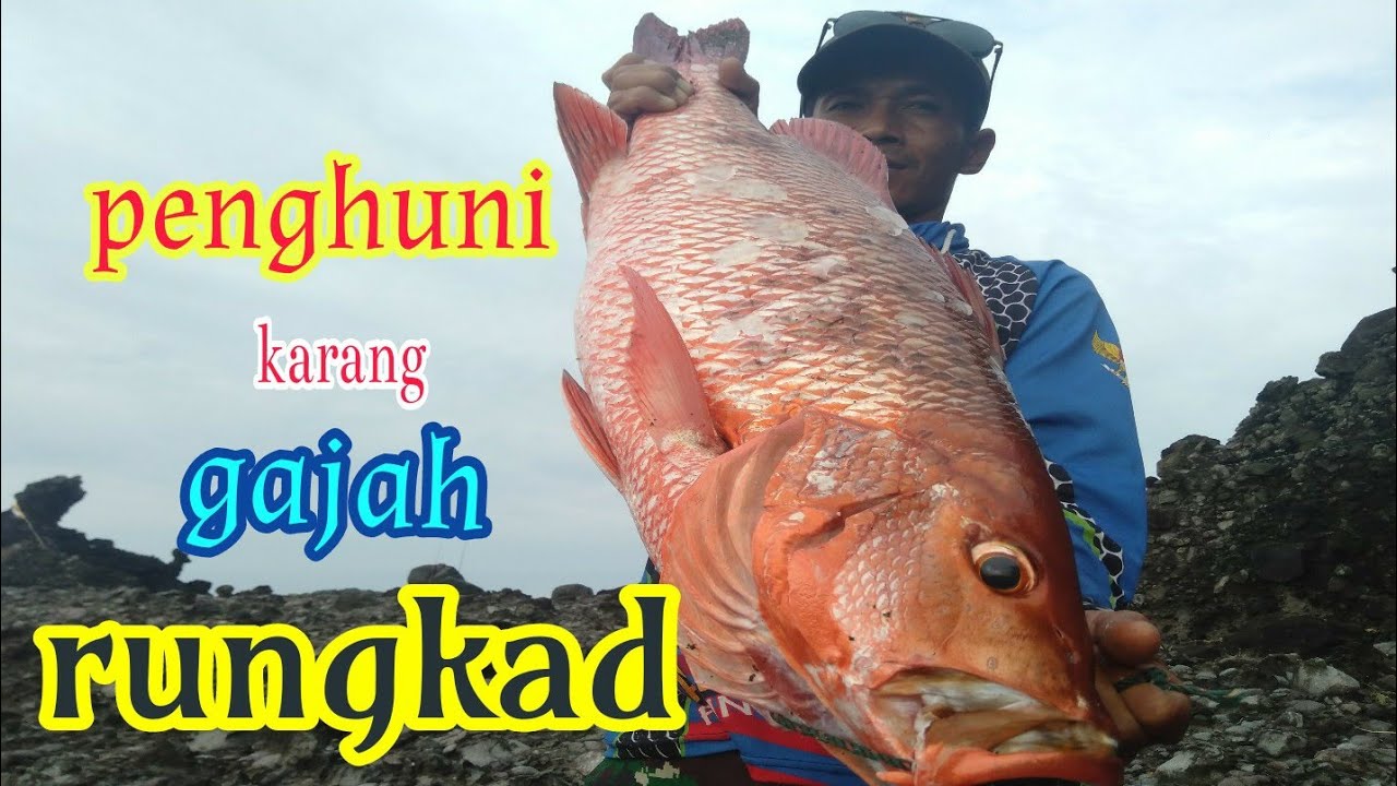 ROCK FISHING garut selatan sarangnya ikan mahal...