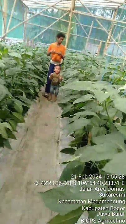 panen paprika hijau umur 63 hst perawatan Bensil  tahan virus dan trips