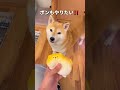 初めての感触に喜び🐶🎵 #柴犬 #shibainu #shorts