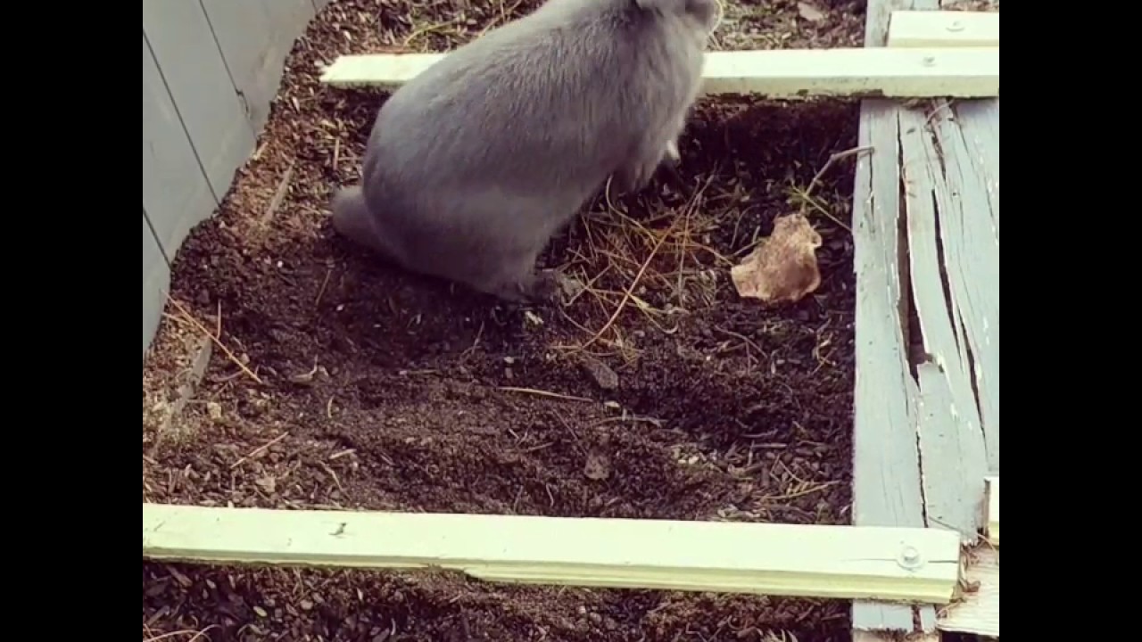 Bunny plays dead YouTube