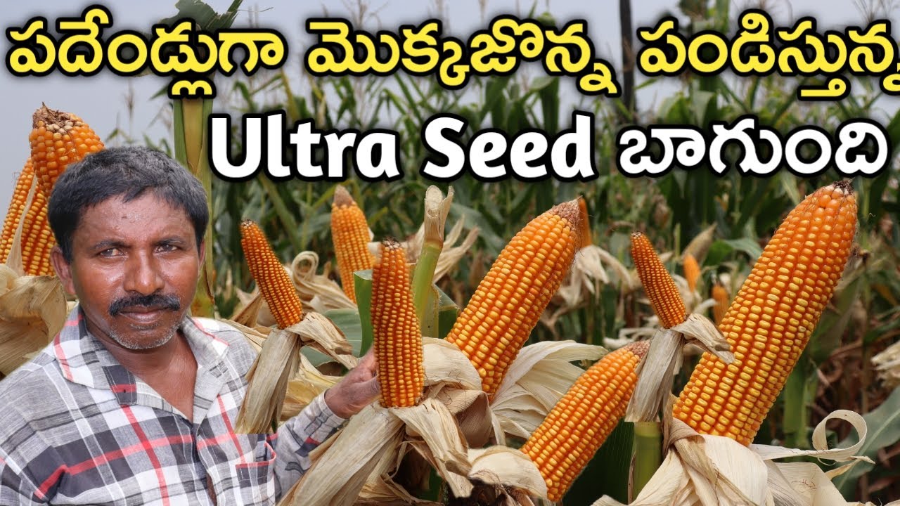 Ultra Seed is good in maize cultivation Sowing for 3 years  Farmer school