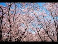 薔薇のように咲いて 桜のように散って /  松田 聖子