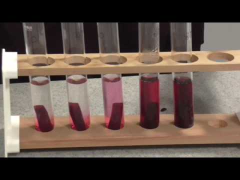 Membrane Permeability Beetroot Practical