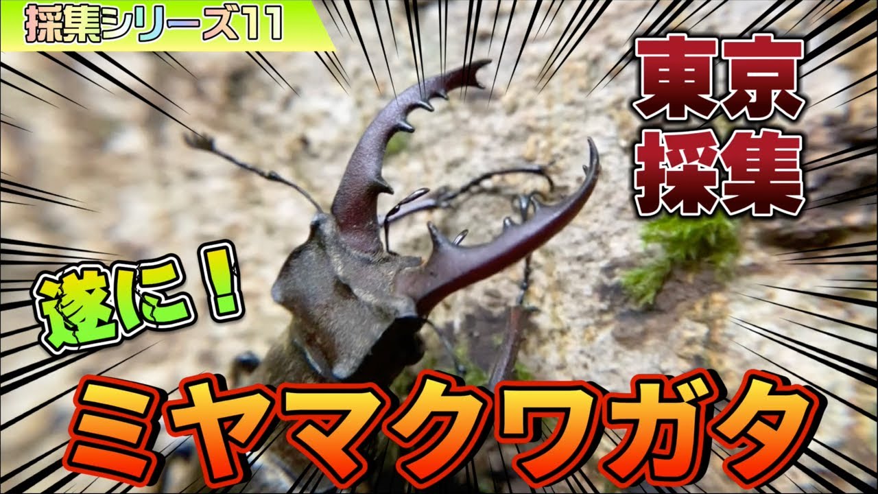11 species] Collecting stag beetles in Tokyo is crazy! What an