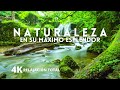 Naturaleza  paisajes en 4k sonidos del bosque y msica relajante  sin anuncios intermedios