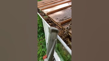 Gutter clean out full of sticks leaves-before.