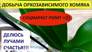 ОРХОЗАВИСИМЫЙ ХОМЯК унёс в нору ОРХИДЕИ! НОВЫЕ ОРХИДЕИ ФАЛЕНОПСИС из ПЯТЕРОЧКИ и ЛЕРУА! ОРХОЗАВИСИМЫЙ ХОМЯК унёс в нору ОРХИДЕИ! НОВЫЕ ОРХИДЕИ ФАЛЕНОПСИС из ПЯТЕРОЧКИ и ЛЕРУА!