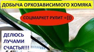 ОРХОЗАВИСИМЫЙ  ХОМЯК унёс в нору ОРХИДЕИ! НОВЫЕ ОРХИДЕИ ФАЛЕНОПСИС из ПЯТЕРОЧКИ и ЛЕРУА!