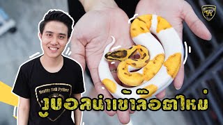 งูบอลนำเข้าล๊อตใหม่  ( 2020 ) Reality Ball Python [EP.41]