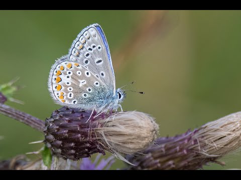Nikon Z9 Nikkor 500mm pf. Butterflies and Bees at my local park