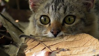 A Stray Cat Changed Everything in the Middle of Their Adventure