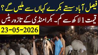 Bakra Mandi Faisalabad 2026 | Faisalabad Bakra Mandi Latest Rates Today | Qurbani 2026 | Cattlemandi